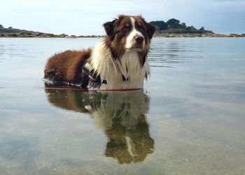 Australian shepherd standing in lake