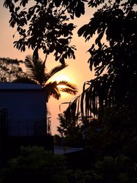 Palm trees at sunset