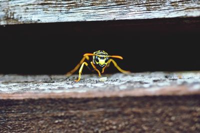 Close-up of spider on surface