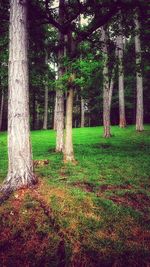 Trees in forest