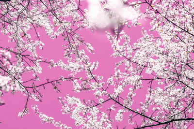 Low angle view of cherry blossoms against sky