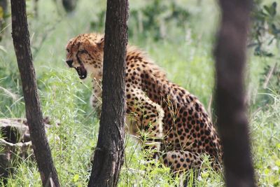 Leopard on tree trunk