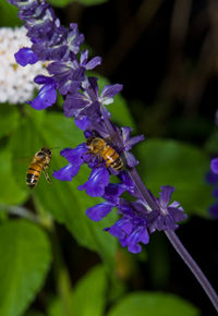 Close-up of bee pollinating on purple flower