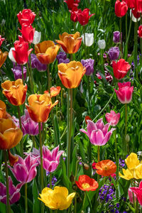 Close-up of multi colored tulips in field