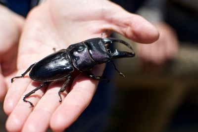 Close-up of person holding beetle
