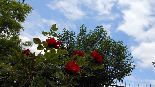 Low angle view of flowers against sky