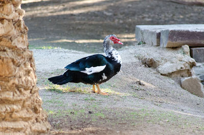 Close-up of duck