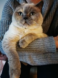 Close-up portrait of cat