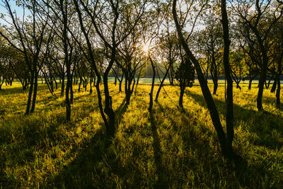 Trees on field against sky