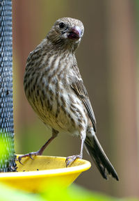 Close-up of bird perching on plant