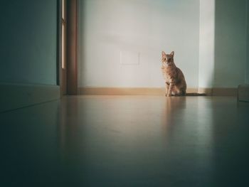 Cat sitting on floor at home