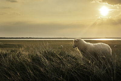 View of a horse on field at sunset