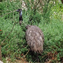 Bird perching on tree