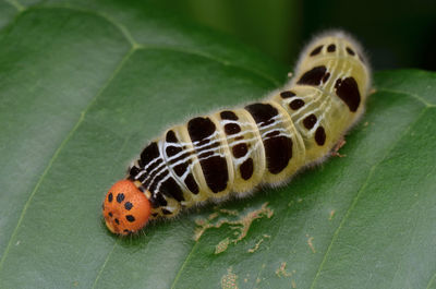 Close-up of insect on leaf