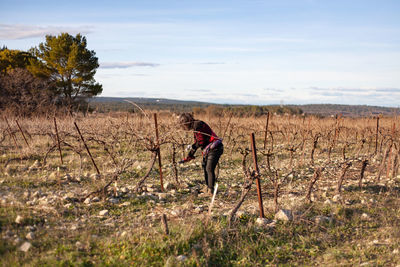 Woman cutting dry plants