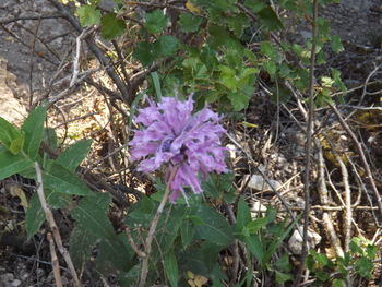 Close-up of flowers blooming outdoors