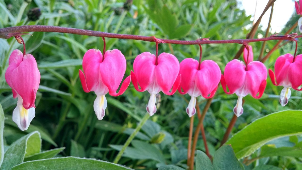 flower, freshness, growth, petal, fragility, beauty in nature, plant, leaf, flower head, pink color, nature, focus on foreground, close-up, tulip, blooming, green color, stem, red, bud, in bloom