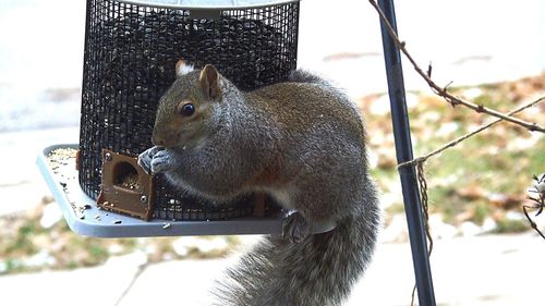 Close-up of squirrel on tree