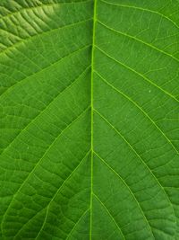 Full frame shot of green leaves