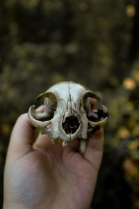 Close-up of hand holding animal skull