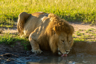 Male lion lies drinking at water hole