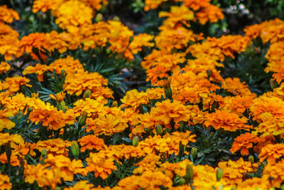 Close-up of yellow flowers