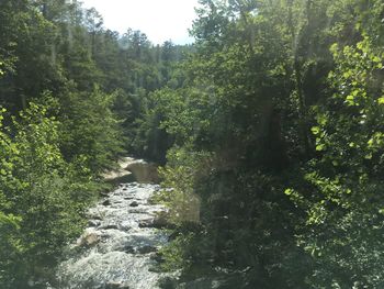 Scenic view of waterfall in forest