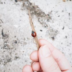 Cropped image of person holding small lizard