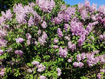 Purple flowers blooming in park