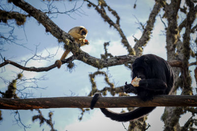 Low angle view of birds perching on tree