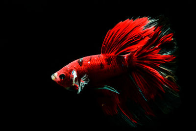 Close-up of red fish against black background