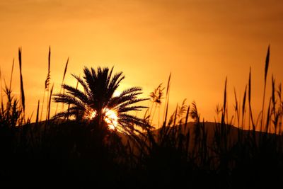 Silhouette palm trees on field against orange sky