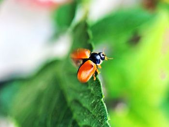 Close-up of ladybug on leaf