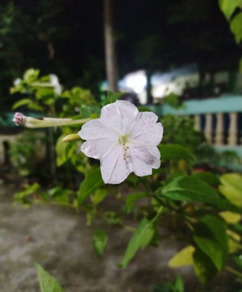 plant, flower, flowering plant, freshness, beauty in nature, fragility, nature, growth, close-up, flower head, inflorescence, petal, green, focus on foreground, no people, outdoors, day, wildflower, plant part, leaf, white, springtime, botany, blossom