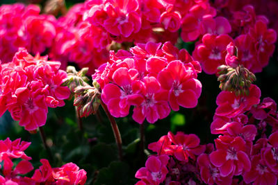 Close-up of pink flowering plants