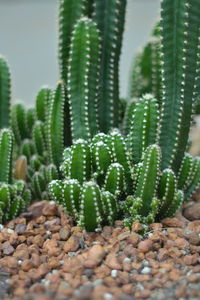 Close-up of cactus