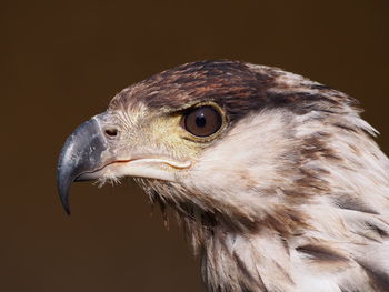 Close-up of kite on sunny day