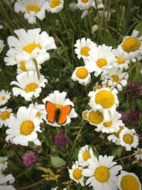 High angle view of daisies blooming outdoors