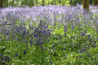 Bluebells in english woodlands
