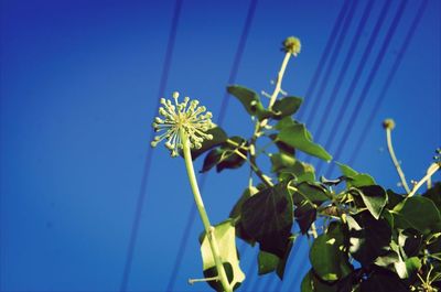 Low angle view of flowers against blue sky