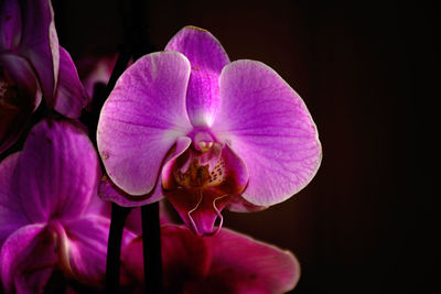 Close-up of pink orchid against white background