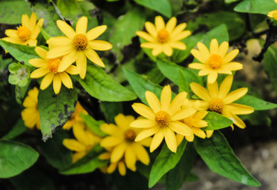 Close-up of yellow flowering plants
