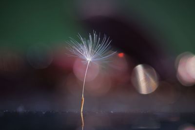 Dandelion against blurred background