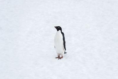 White bird on snow covered land