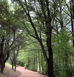 Road amidst trees in park