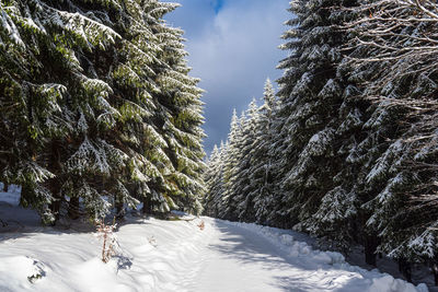 Trees on snow covered landscape