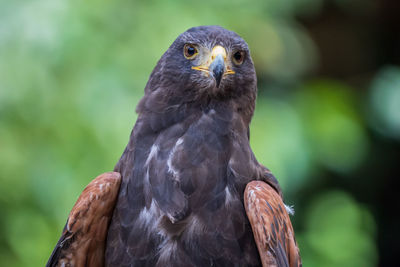 Close-up of a bird