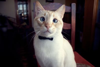 Close-up portrait of a cat