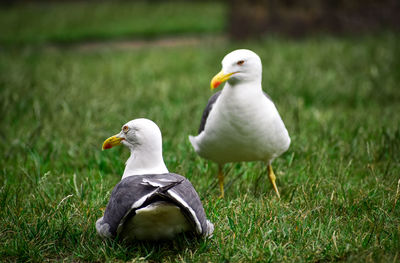 A couple of seagulls resting on the grass.