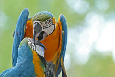 Close-up of parrots against blurred background